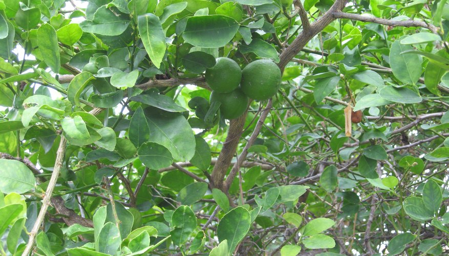 The green fruit hides among the evergreen foliage of the Key lime tree. The green fruit hides among the evergreen foliage of the Key lime tree.