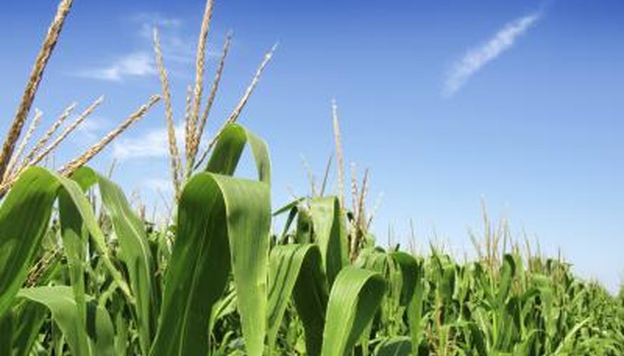 Fertilizer runoff is a common problem. Fertilizer runoff is a common problem.
