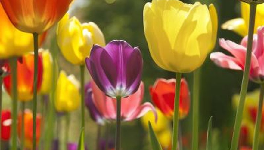 Tulips are relatively easy to care for in flower gardens. Tulips are relatively easy to care for in flower gardens.