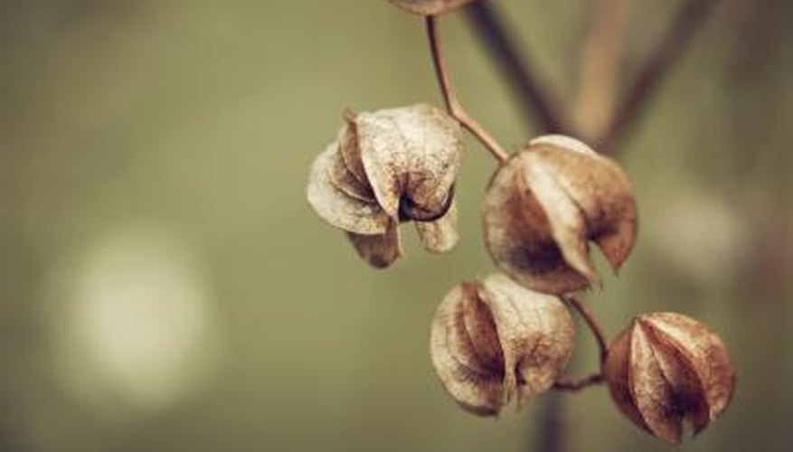 Shoofly plant in Autumn. Shoofly plant in Autumn.