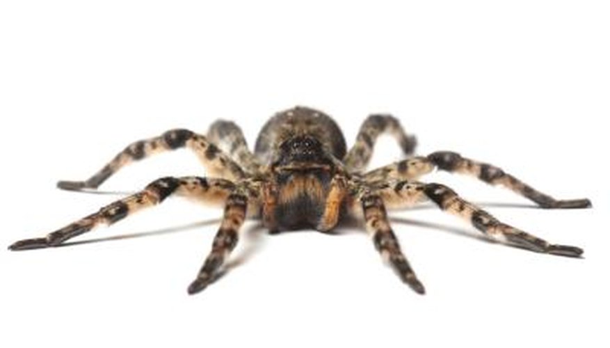 A wolf spider. A wolf spider.
