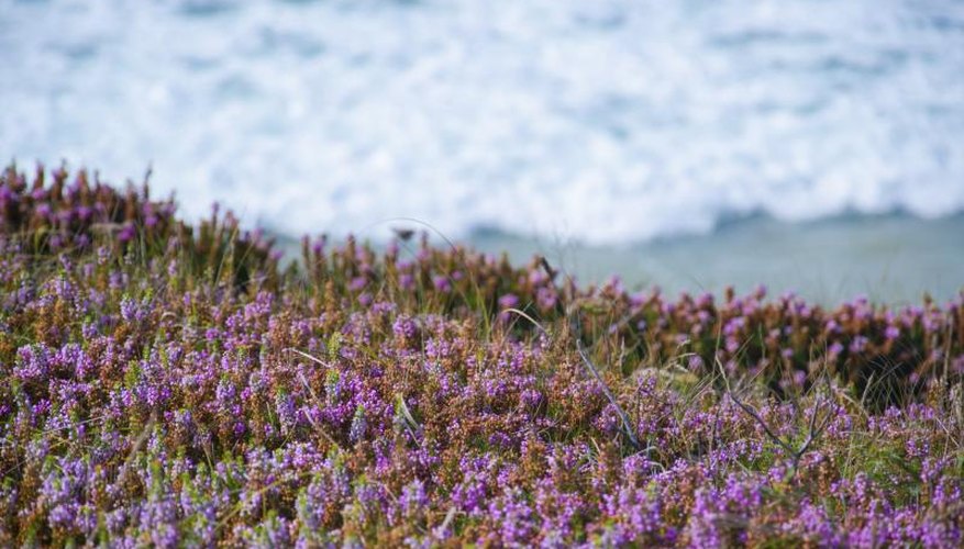 Plants Native to the New Jersey Shore Garden Guides