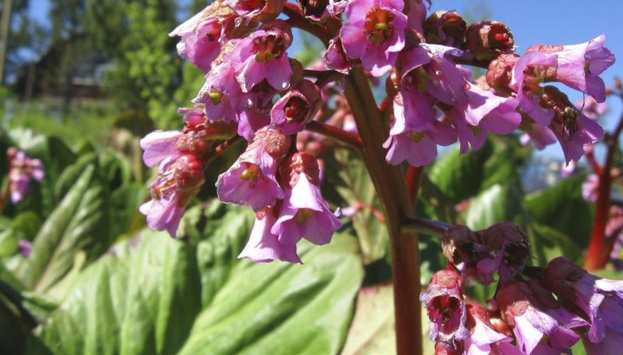 The flowers of a bergenia plant. The flowers of a bergenia plant.