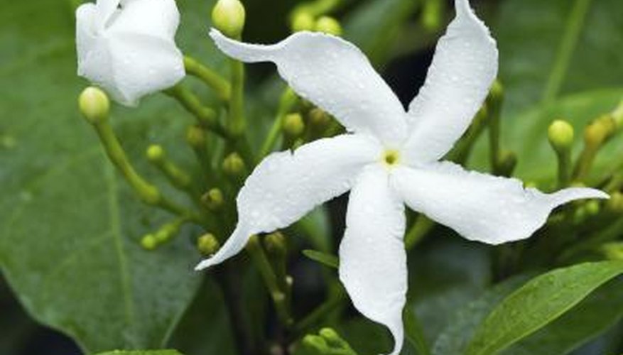 A close-up of a blooming Arabian jasmine flower. A close-up of a blooming Arabian jasmine flower.