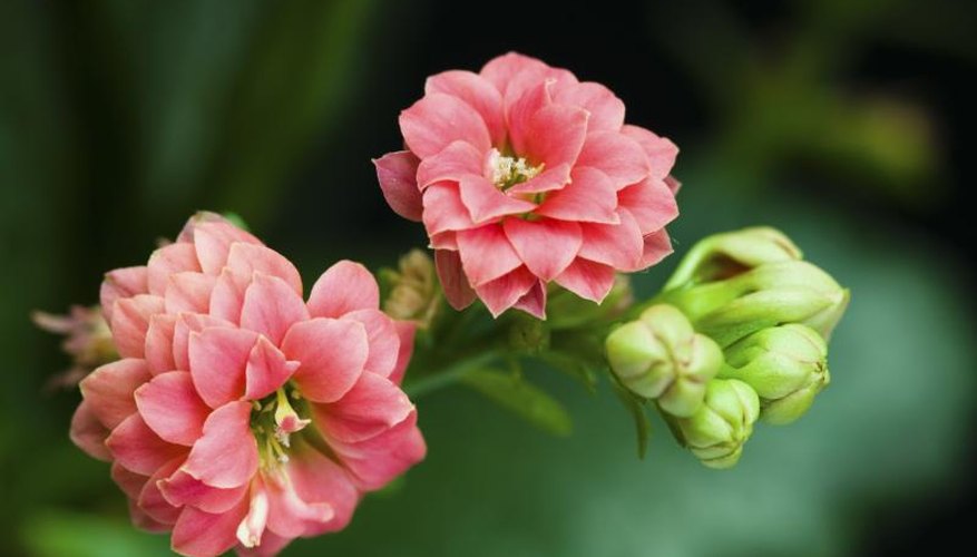 A close-up of pink kalanchoe blooms. A close-up of pink kalanchoe blooms.