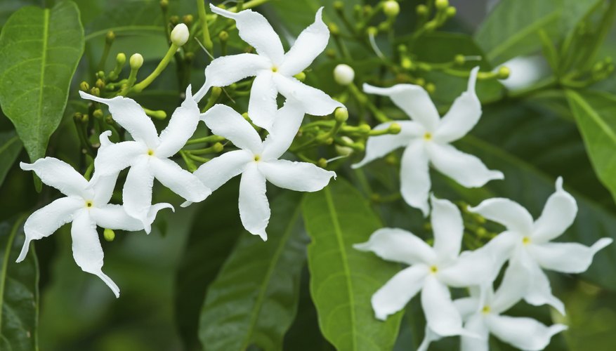 Jasmine typically blooms during the summer months. Jasmine typically blooms during the summer months.