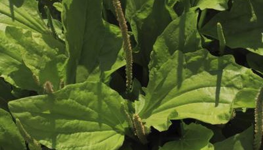 Perennial plantain weed Perennial plantain weed