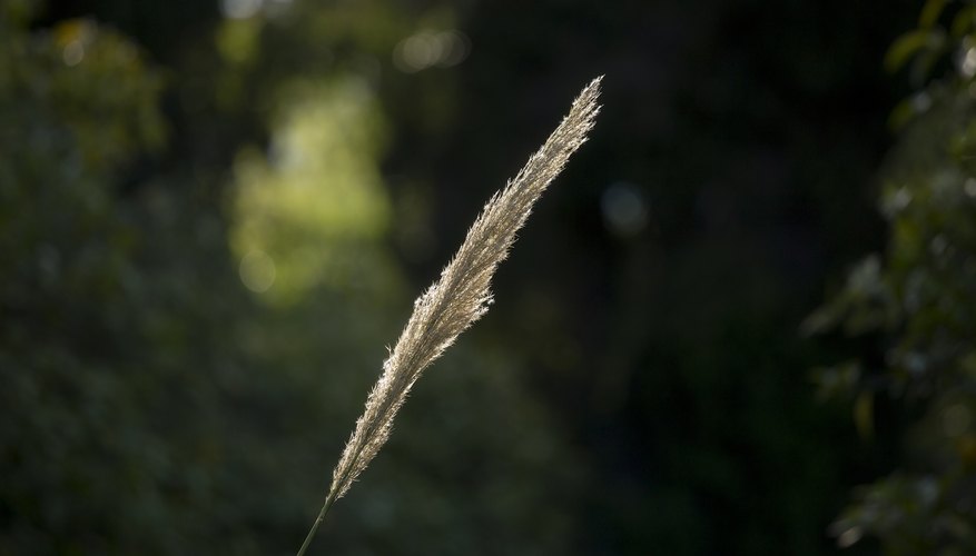 Sedges thrive in moist and wet soils. Sedges thrive in moist and wet soils.
