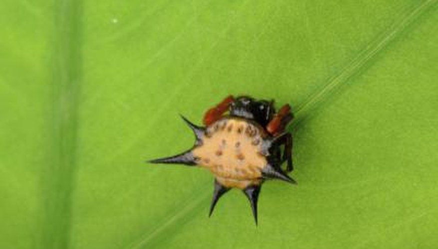 Spinybacked Orbweaver on leaf Spinybacked Orbweaver on leaf