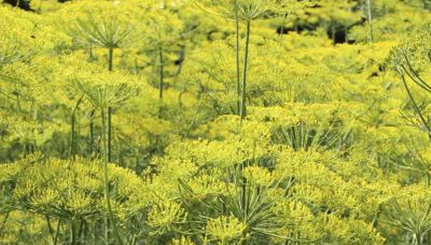 Field of fennel Field of fennel