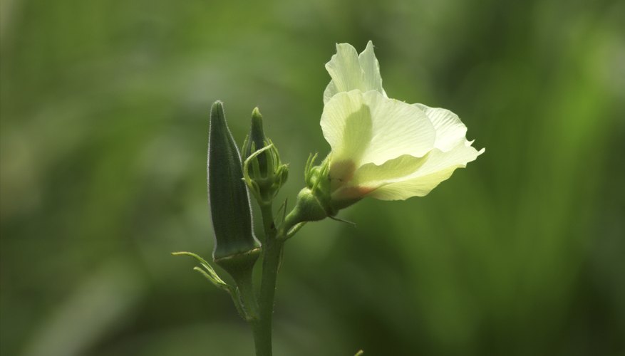 Okra's pods and flowers are a striking combination. Okra's pods and flowers are a striking combination.