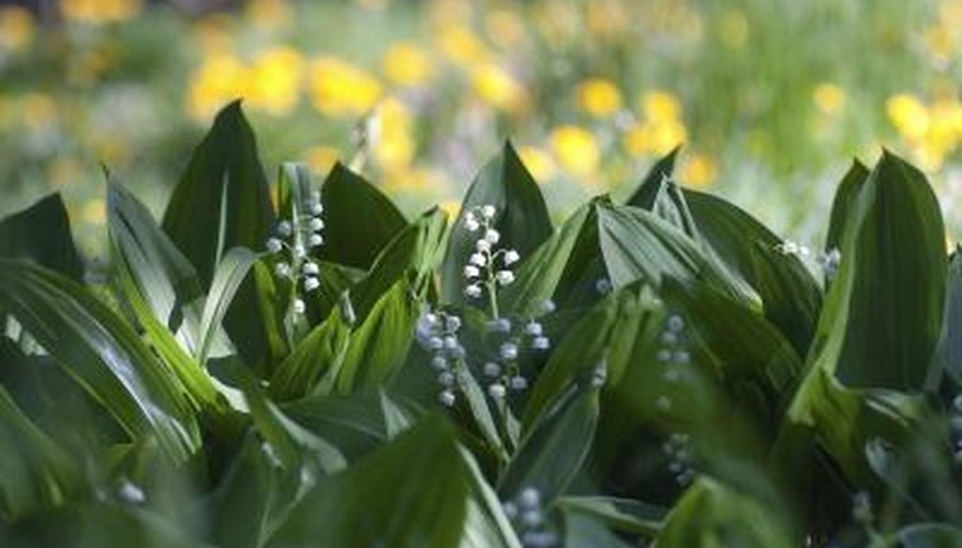 Lily of the Valley in a garden. Lily of the Valley in a garden.