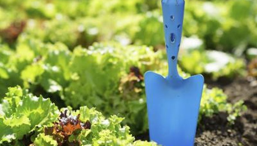 Lettuce grows happily in a sunny, wind-protected fall garden. Lettuce grows happily in a sunny, wind-protected fall garden.