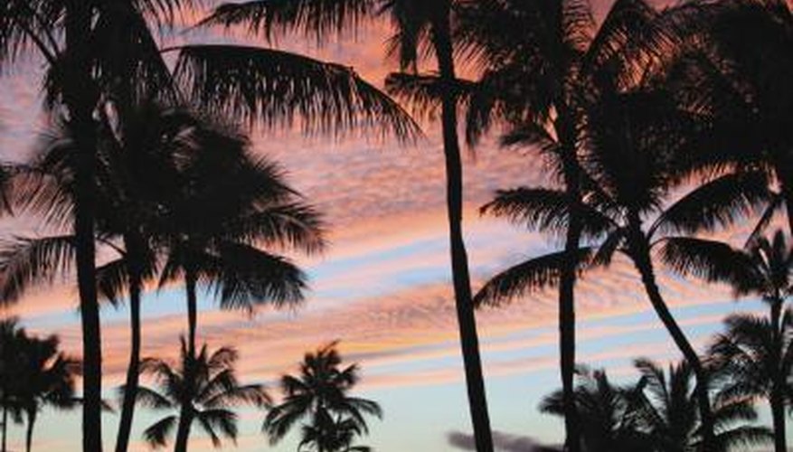 Coconut trees against a Hawaiian sunset Coconut trees against a Hawaiian sunset