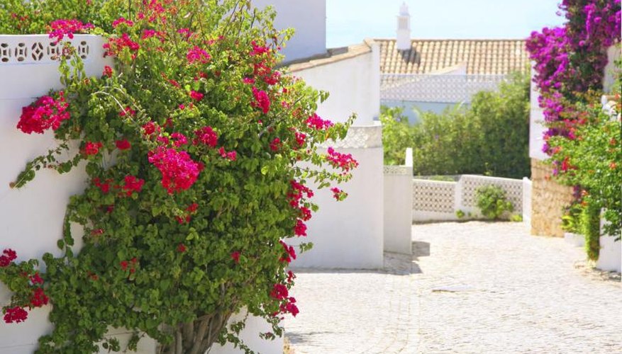 Bright bougainvilleas growing up the sides of walls. Bright bougainvilleas growing up the sides of walls.