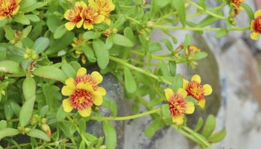 Blooming purslane weeds growing over a rock wall. Blooming purslane weeds growing over a rock wall.