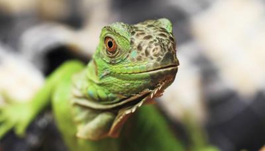 A close-up of a green iguana. A close-up of a green iguana.