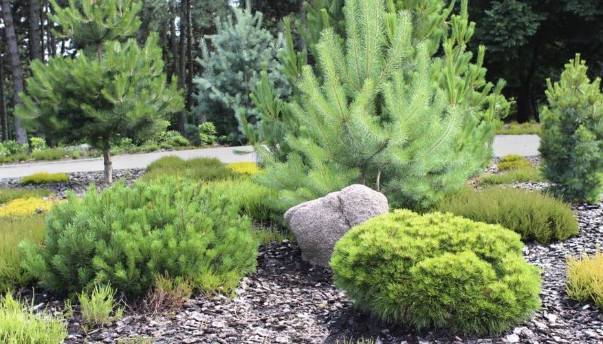 A garden with black mulch. A garden with black mulch.