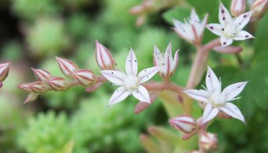 The flowers of a stonecrop plant. The flowers of a stonecrop plant.