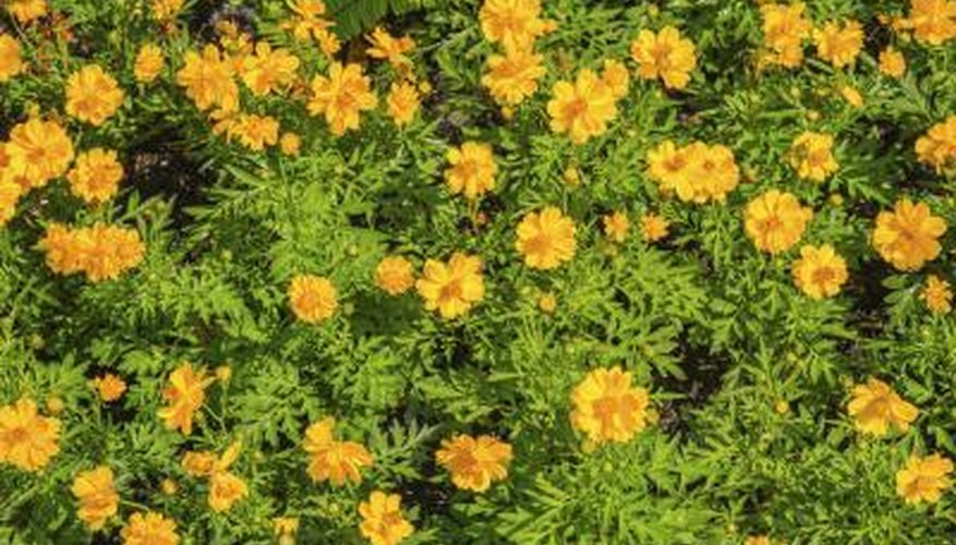 Small, golden blooms decorate perennial cosmos. Small, golden blooms decorate perennial cosmos.