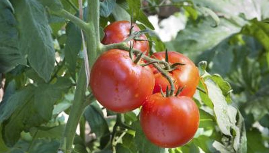 Tomatoes on a vine Tomatoes on a vine