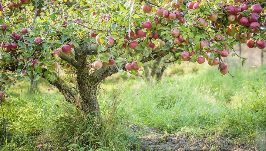 Apple trees possess a handsome, spreading growth habit. Apple trees possess a handsome, spreading growth habit.