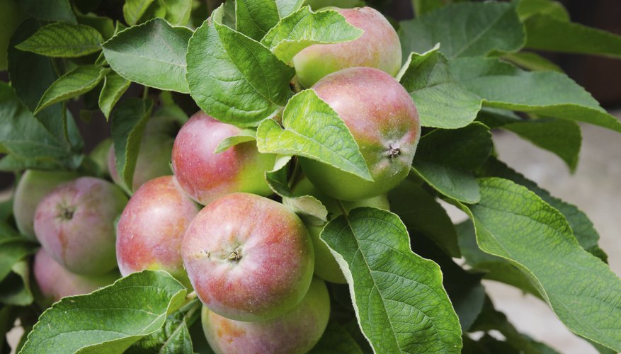 Dwarf and semi-dwarf apples both yield full-sized fruit. Dwarf and semi-dwarf apples both yield full-sized fruit.
