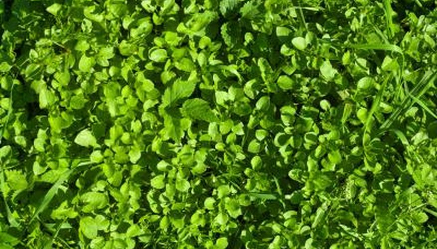 Chickweed Chickweed
