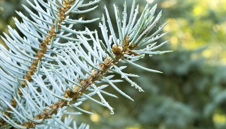 A close-up of a Colorado blue spruce branch. A close-up of a Colorado blue spruce branch.