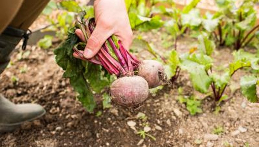 Harvest beets at any point in their growth cycle. Harvest beets at any point in their growth cycle.