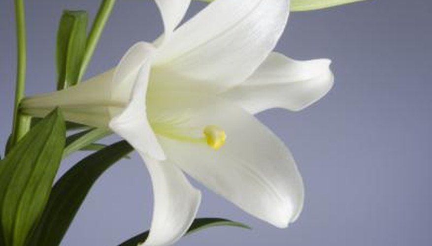 Some assert that the word 'shoshannah' in the bible is referring to the white lily. Some assert that the word 'shoshannah' in the bible is referring to the white lily.