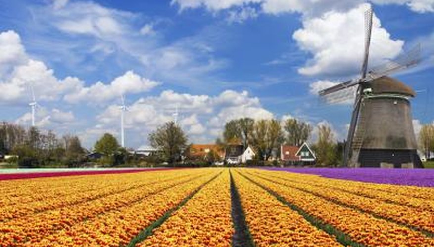 The tulip is actually not native to the Dutch. The tulip is actually not native to the Dutch.