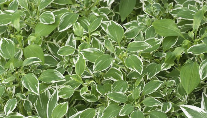 A group of variegata leaves. A group of variegata leaves.