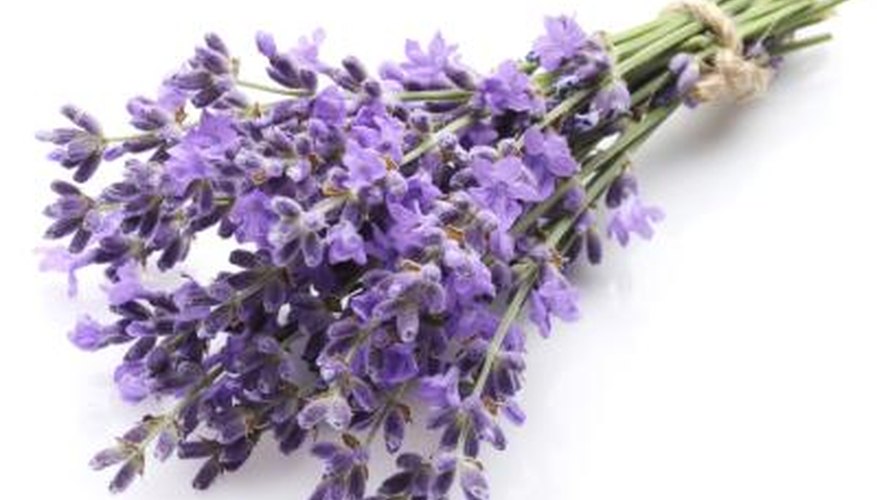 Lavender makes a fragrant bouquet. Lavender makes a fragrant bouquet.