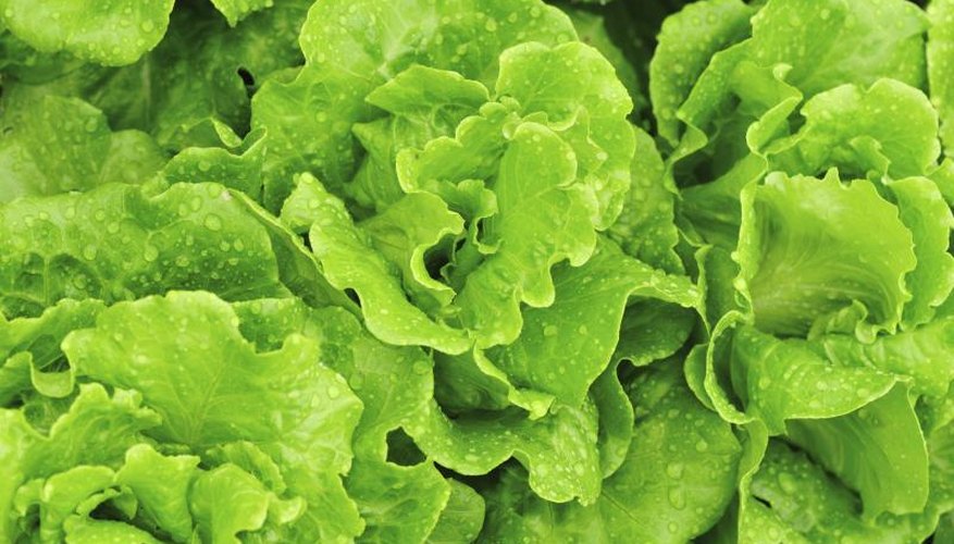 Green lettuce growing in garden. Green lettuce growing in garden.