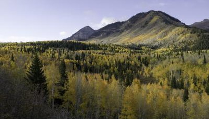 Coniferous Trees in the Mountains Coniferous Trees in the Mountains