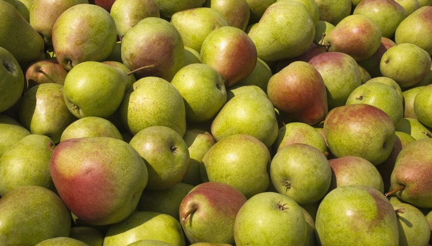 Spraying pear trees can lead to beautiful fruit. Spraying pear trees can lead to beautiful fruit.