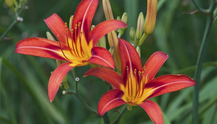 Daylilies growing in a garden. Daylilies growing in a garden.