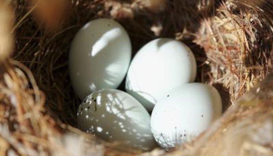 eggs in bird nest eggs in bird nest