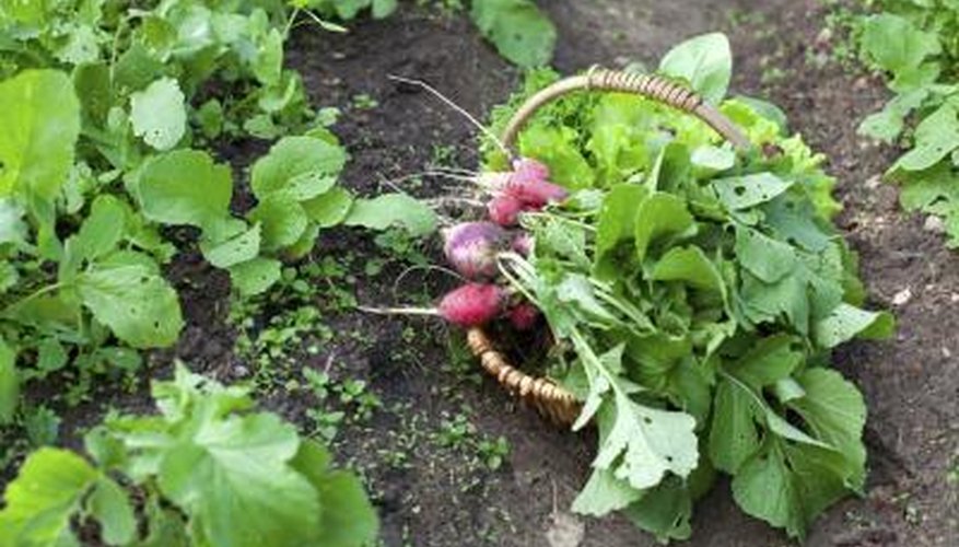 Salad radishes pack a tasty punch. Salad radishes pack a tasty punch.