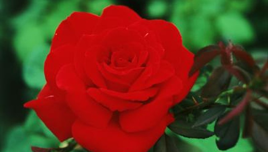 Exposure to hot afternoon sun will cause rose colors to fade. Exposure to hot afternoon sun will cause rose colors to fade.
