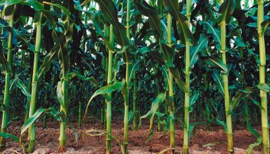 Corn stalks in field. Corn stalks in field.