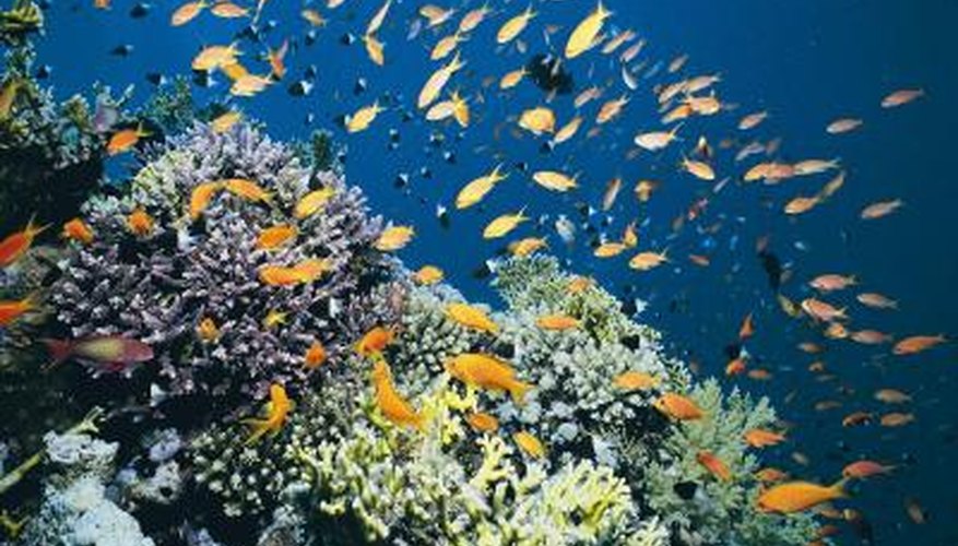 A coral reef is an example of an ecosystem. A coral reef is an example of an ecosystem.
