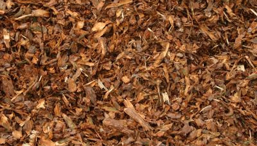 Mulching will keep in moisture, provide nutrients and suppress weeds. Mulching will keep in moisture, provide nutrients and suppress weeds.