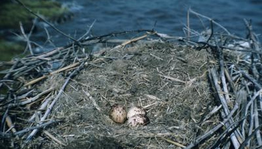 Large bird nest in North America. Large bird nest in North America.