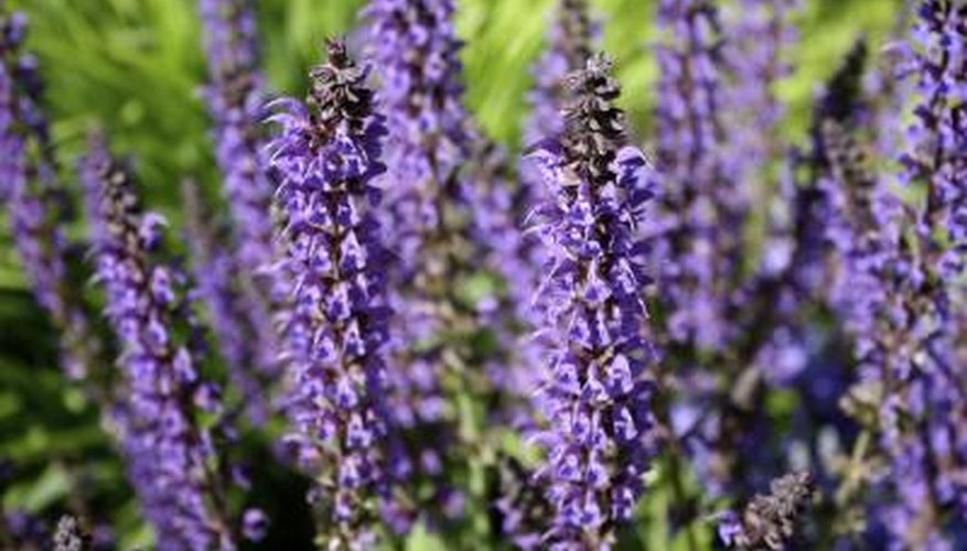 Blossoms of a purple sage plant. Blossoms of a purple sage plant.