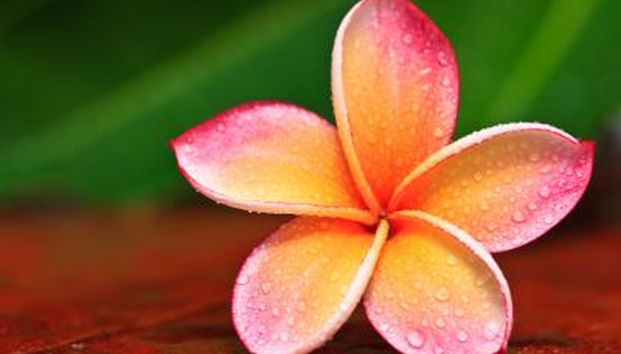 Close-up of the five-petal pinwheel of a frangipani Close-up of the five-petal pinwheel of a frangipani