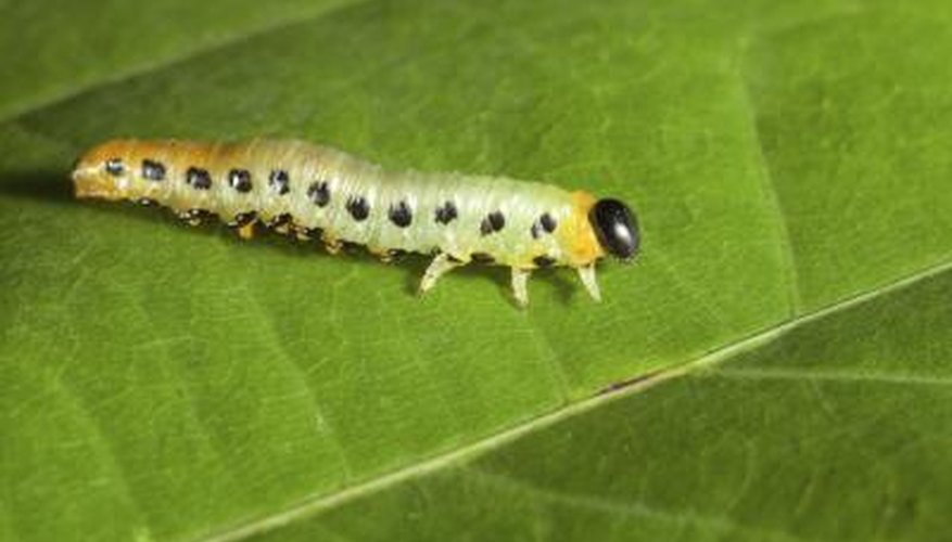 Pickleworm on leaf Pickleworm on leaf