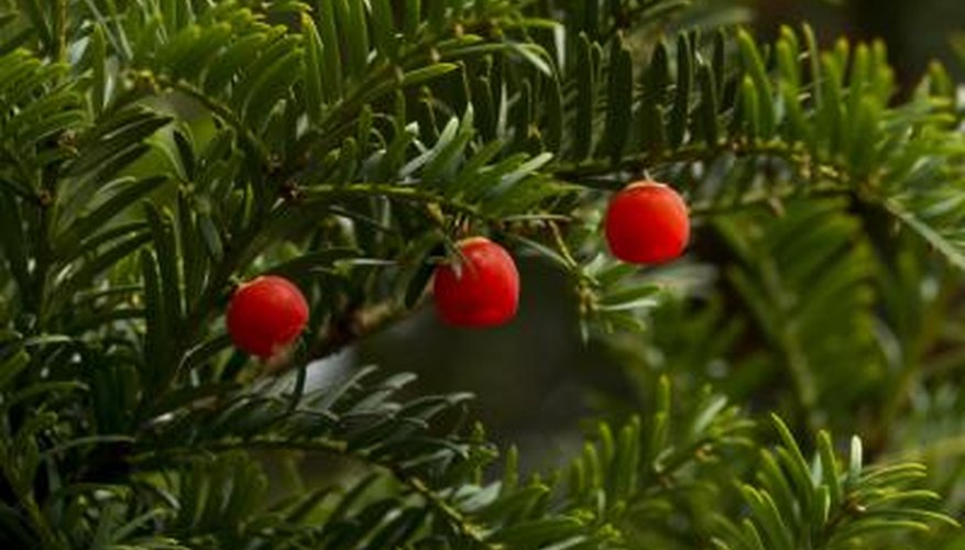 Berries on a Yew tree Berries on a Yew tree