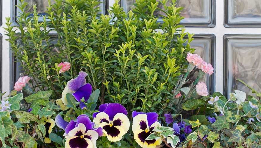 Pansies do well in containers and planter boxes and are perfect for patios. Pansies do well in containers and planter boxes and are perfect for patios.